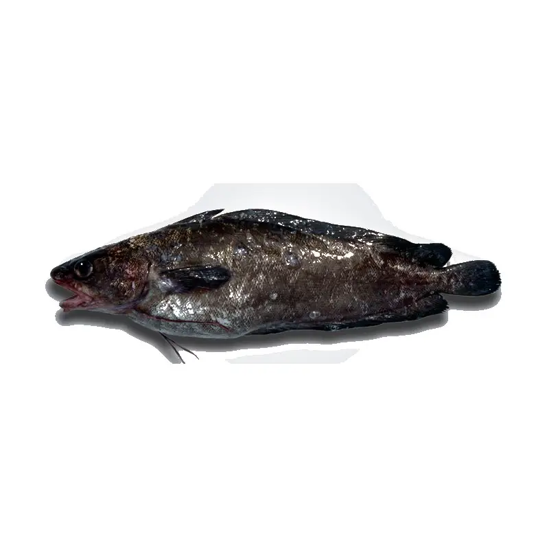 Abrótea-Da-Costa — peixe fresco da lota de Quarteira