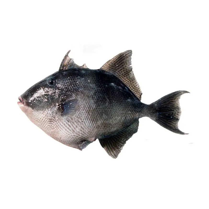 Cangulo — peixe fresco da lota de Quarteira