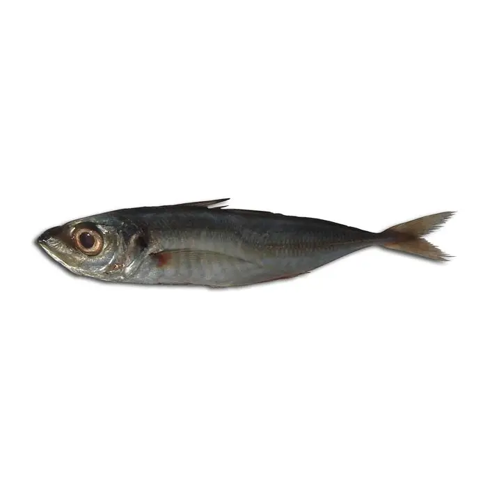 Carapau — peixe fresco da lota de Quarteira