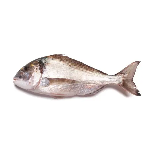 Dourada — peixe fresco da lota de Quarteira