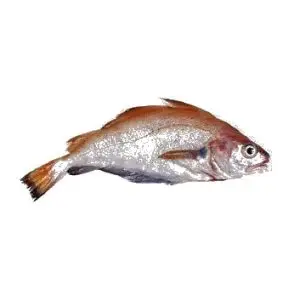 Faneca — peixe fresco da lota de Quarteira