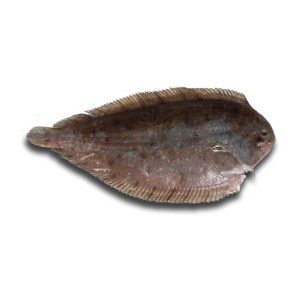 Linguado-Da-Areia — peixe fresco da lota de Quarteira