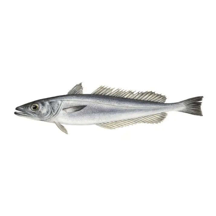 Pescada-Branca — peixe fresco da lota de Quarteira