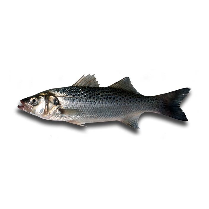 Robalo-Baila — peixe fresco da lota de Quarteira