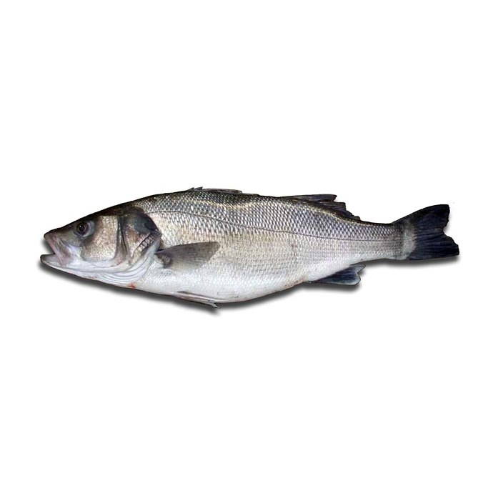 Robalo — peixe fresco da lota de Quarteira