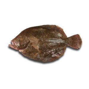 Rodovalho — peixe fresco da lota de Quarteira