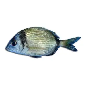 Safia — peixe fresco da lota de Quarteira