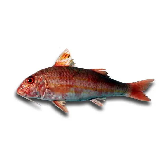 Salmonete-Legítimo — peixe fresco da lota de Quarteira