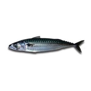 Sarda — peixe fresco da lota de Quarteira